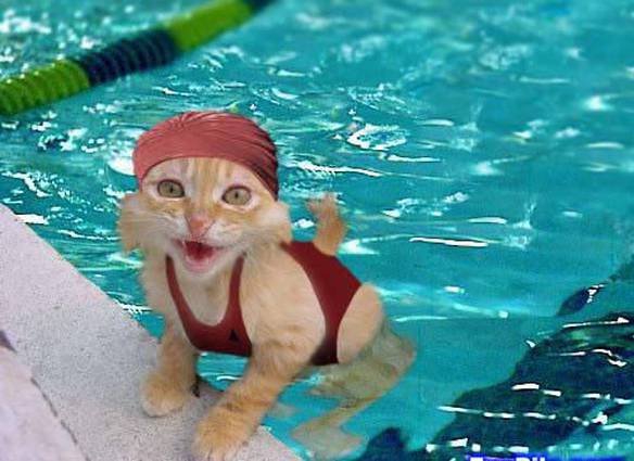 Imagem engraçada Gatinha no iPiadas