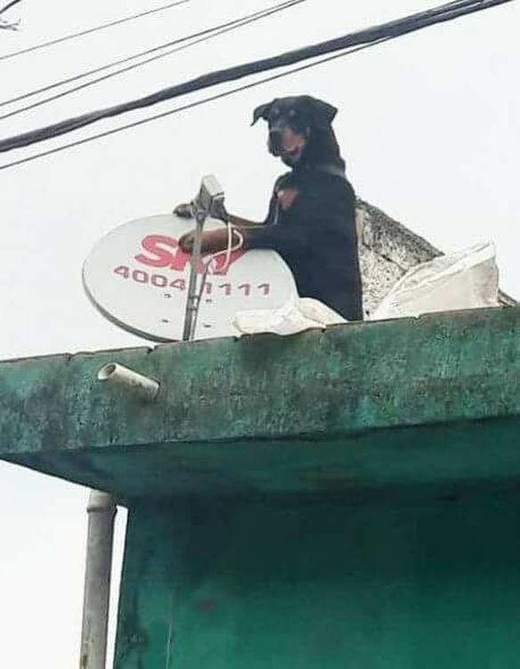 Imagem engraçada Sky Contrata Serviço Terceirizado para Acabar Com os Gatos no iPiadas