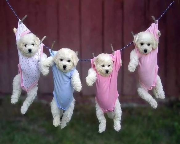 Imagem engraçada Varal de Cachorrinhos no iPiadas