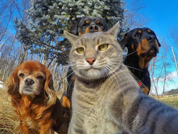 Imagem engraçada Selfie Com os Amigos no iPiadas