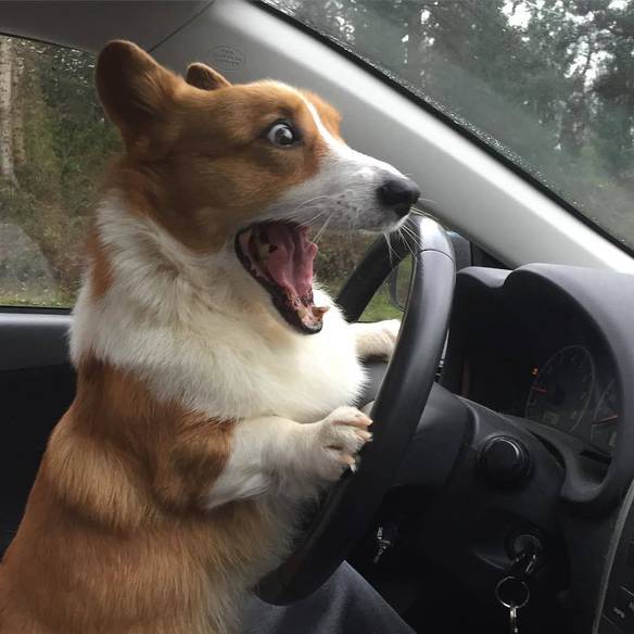 Imagem engraçada Como Eu Paro Esse Carro? no iPiadas