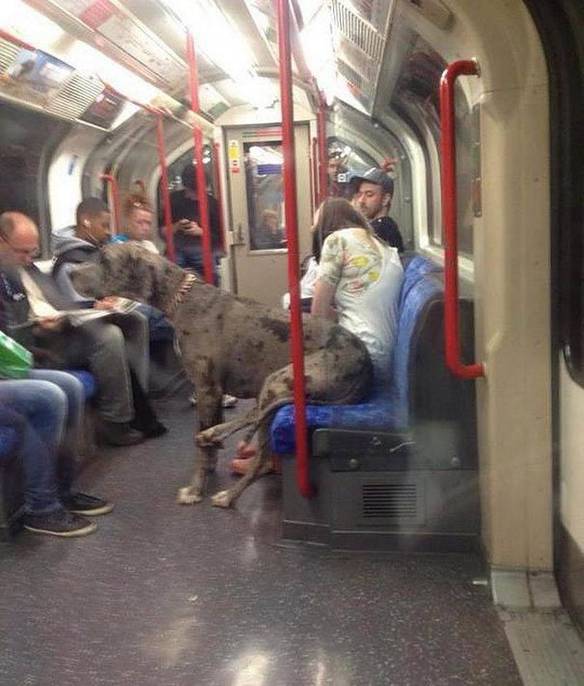 Imagem engraçada De Metrô É Mais Rápido no iPiadas