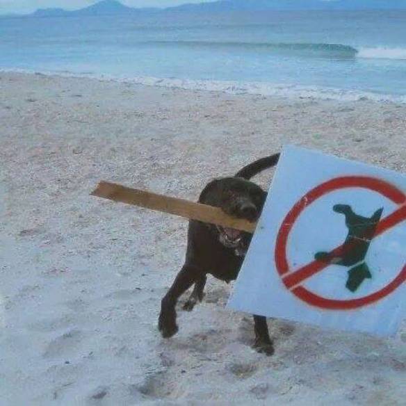 Imagem engraçada Que Todos Sejamos Como Esse Cachorro no iPiadas
