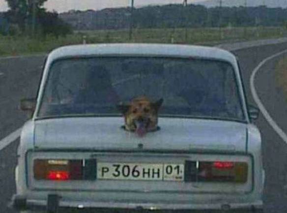 Imagem engraçada Novo Sensor de Ré no iPiadas