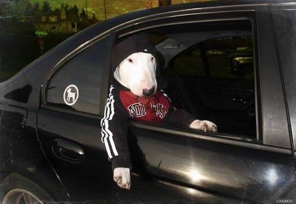 Imagem engraçada Cachorro Vida Loka no iPiadas