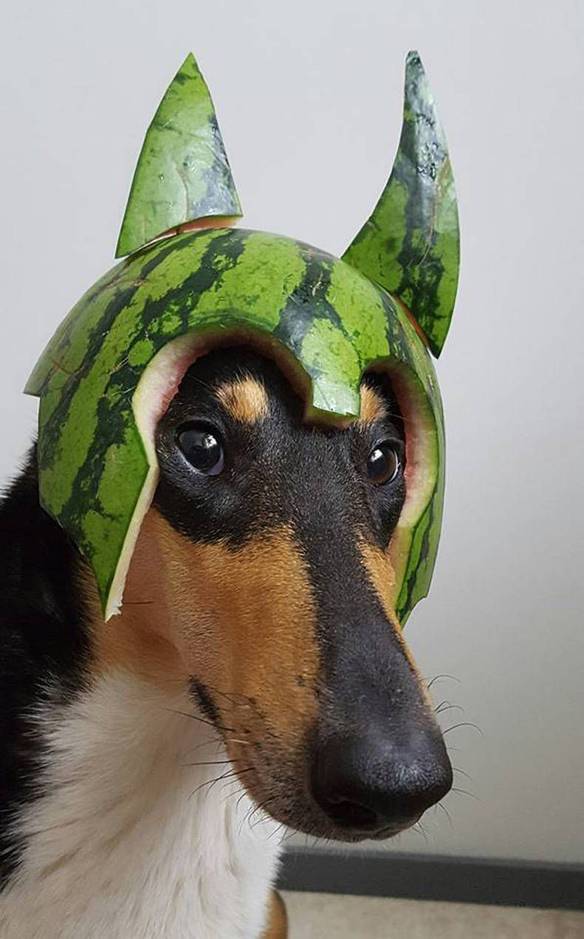 Imagem engraçada Cão Gladiador no iPiadas