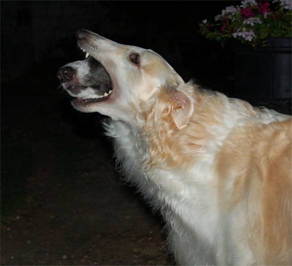 Imagem engraçada O Surgimento de Um Monstro no iPiadas