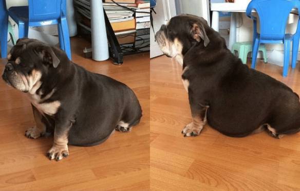 Imagem engraçada Como Anda a Dieta? no iPiadas