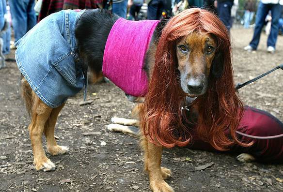 Imagem engraçada Cachorra, Olhe Aqui no iPiadas