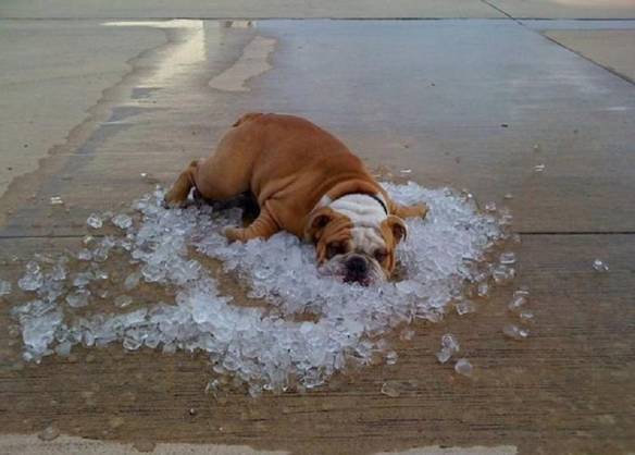 Imagem engraçada Está Calor Demais! no iPiadas