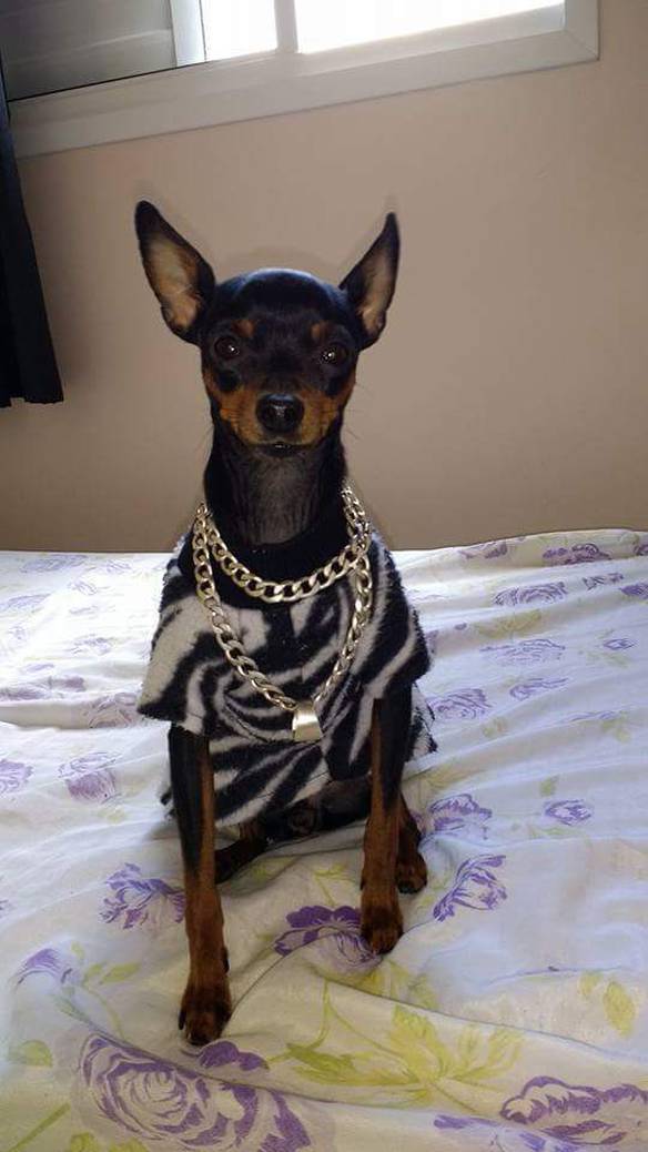 Imagem engraçada Ostentação Canina no iPiadas