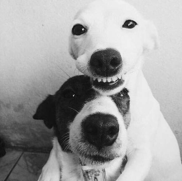 Imagem engraçada Tirando Foto Com o Amor no iPiadas