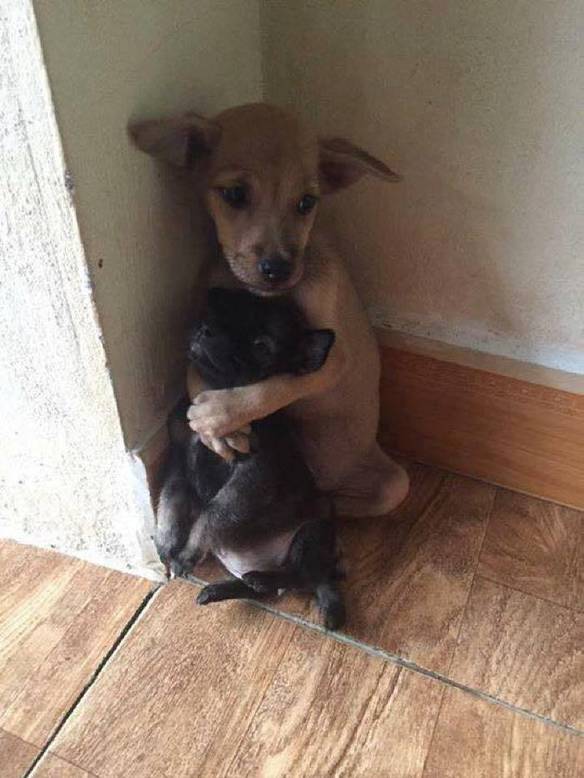 Imagem engraçada Situação Com Refém no iPiadas