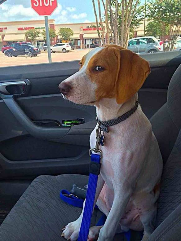 Imagem engraçada Quando Você Percebe Que Foi Enganado Para Ir no Veterinário no iPiadas