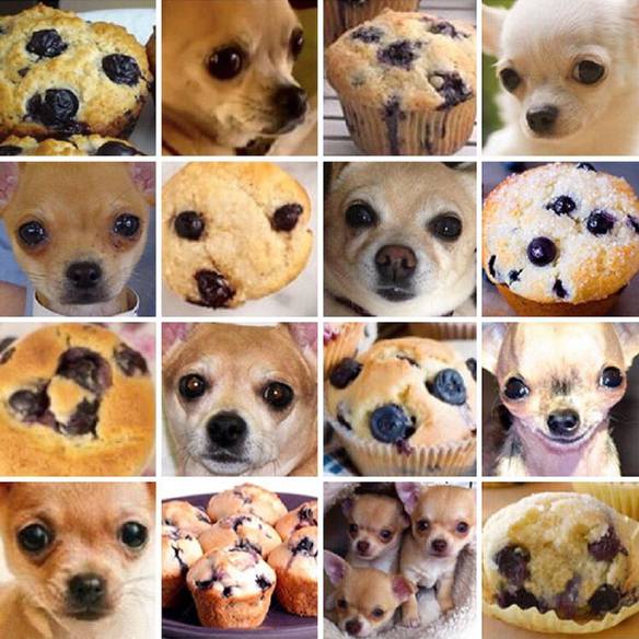 Imagem engraçada Chihuahua ou Muffin? no iPiadas