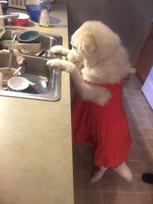 Imagem engraçada Ninguém Me Ajuda Nessa Casa no iPiadas
