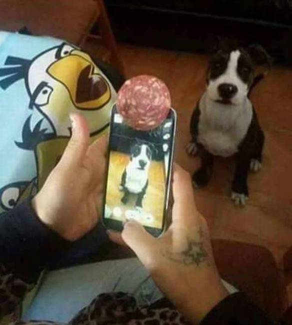 Imagem engraçada Conquistando a Atenção do Seu Cachorro no iPiadas