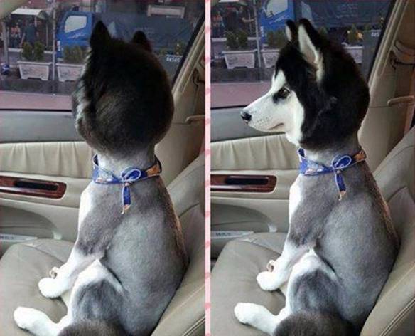 Imagem engraçada Levei o Cachorro Pra Tosar. Ficou Bom? no iPiadas