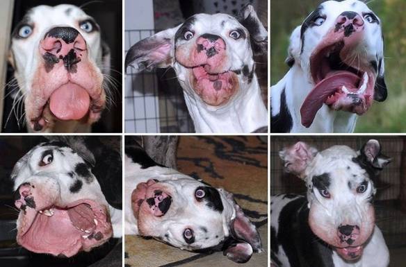Imagem engraçada Minhas Selfies no iPiadas