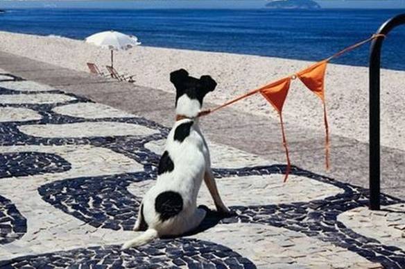 Imagem engraçada Coitado do Cachorro, Vou Procurar a Dona Dele... no iPiadas