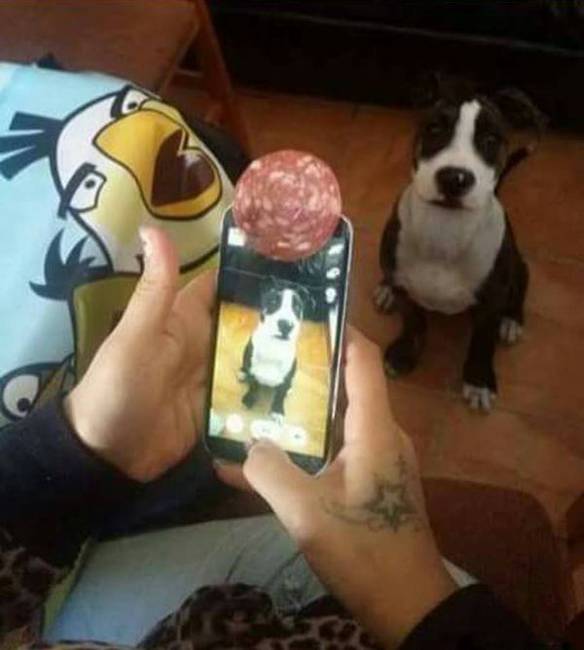 Imagem engraçada Porque Não Se Deve Confiar em Humanos no iPiadas