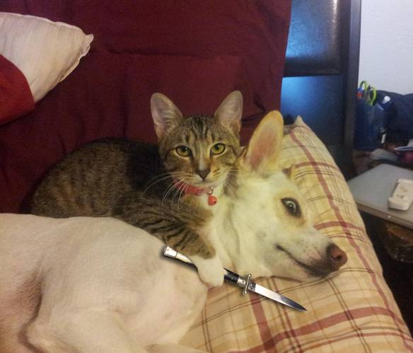 Imagem engraçada Nem Olhe Pra Cá no iPiadas