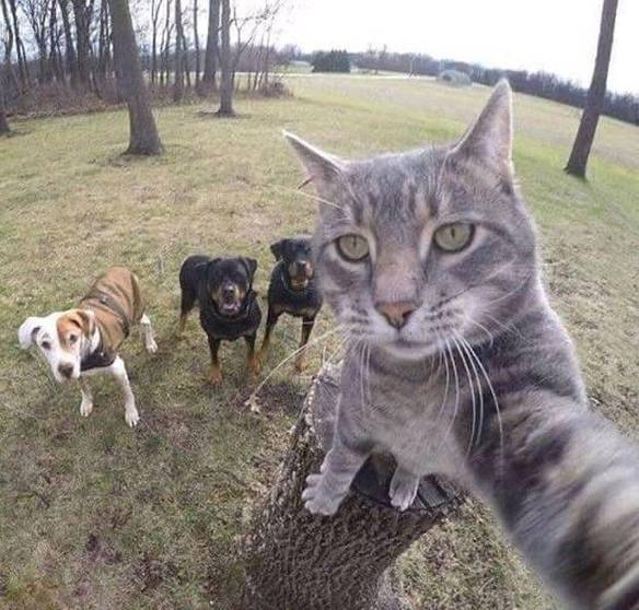 Imagem engraçada Selfie Com os Parças no iPiadas