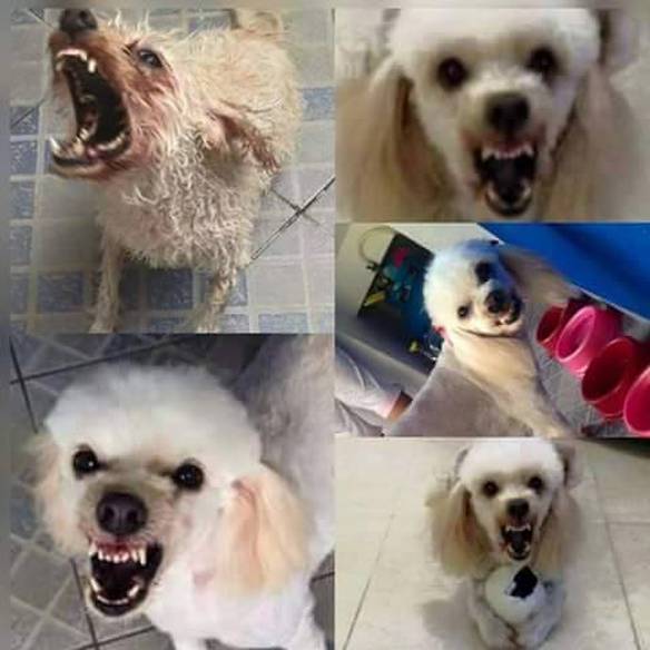 Imagem engraçada Doa-se Essa Doçura de Cadela, Amável Com Crianças e Adultos no iPiadas
