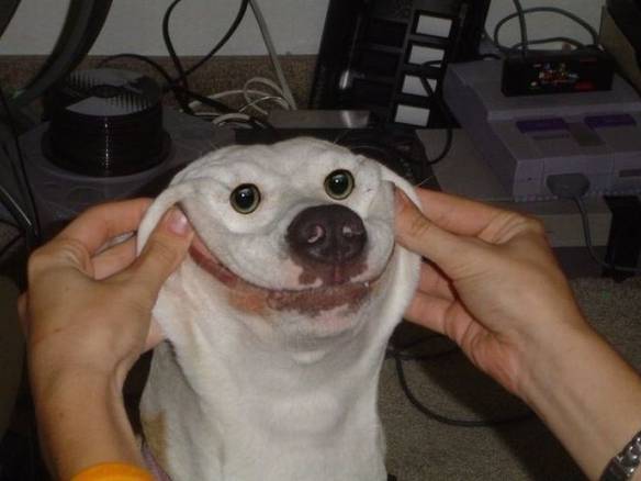 Imagem engraçada Totó Feliz no iPiadas
