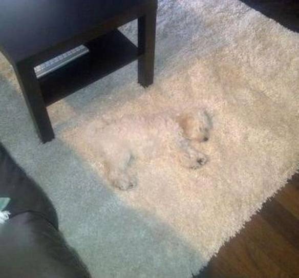 Imagem engraçada Camuflagem Profissional no iPiadas