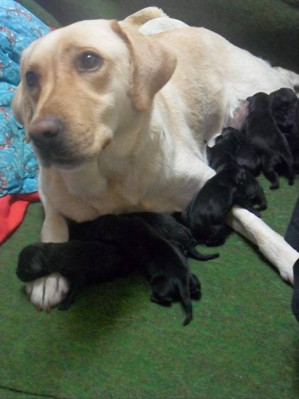 Imagem engraçada Amor, Eu Juro, Meu Bisavô Era Preto... no iPiadas