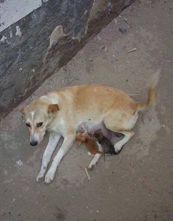 Imagem engraçada Mãe É Quem Cria no iPiadas