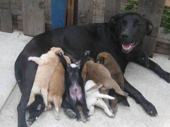 Imagem engraçada Toda Família Tem Um Dramático no iPiadas