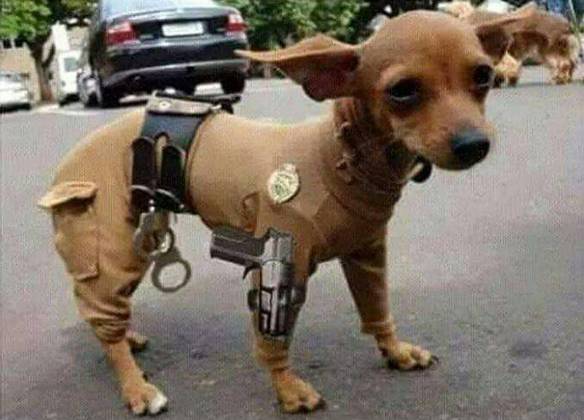 Imagem engraçada Fazendo Uma Ronda no iPiadas