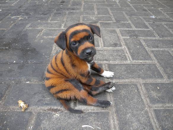 Imagem engraçada Vendo Filhote de Tigre no iPiadas