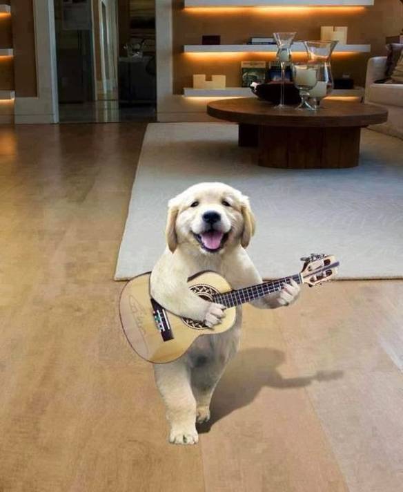 Imagem engraçada Eu não sou cachorro, não... no iPiadas