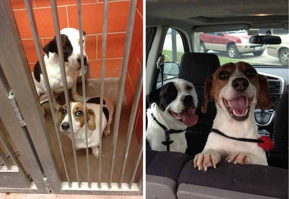 Imagem engraçada Antes e Depois da Adoção. no iPiadas