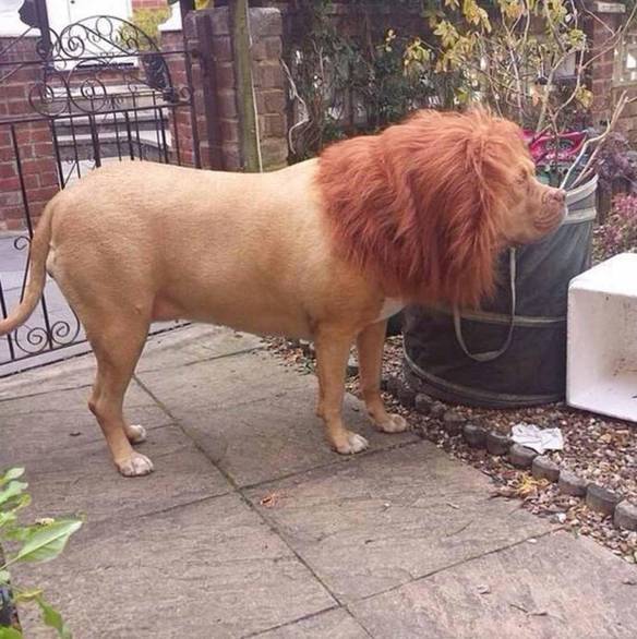 Imagem engraçada Uma Peruca no Meu Cachorro e o Carteiro Correu Como Nunca no iPiadas