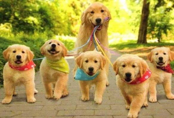 Imagem engraçada Passeio em Família no iPiadas