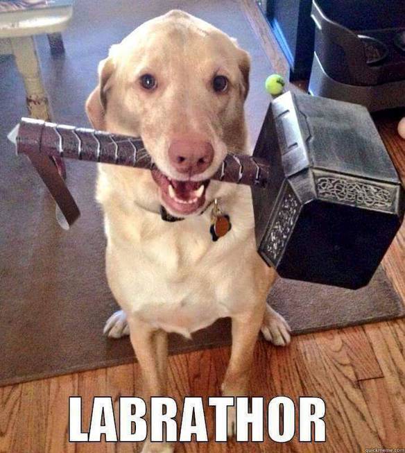 Imagem engraçada Labrathor no iPiadas