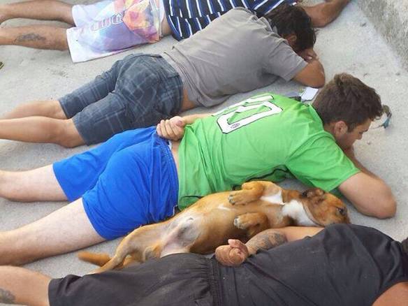 Imagem engraçada Cachorro Sendo Abordado Pela Polícia no iPiadas