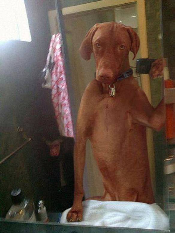 Imagem engraçada Uma Selfie Pela Manhã no iPiadas