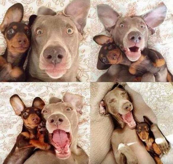 Imagem engraçada Selfies Com a Namorada no iPiadas