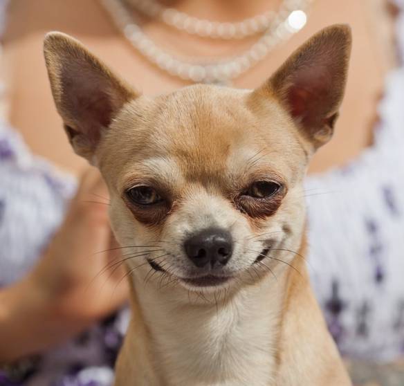 Imagem engraçada Sou Muito Bonito no iPiadas