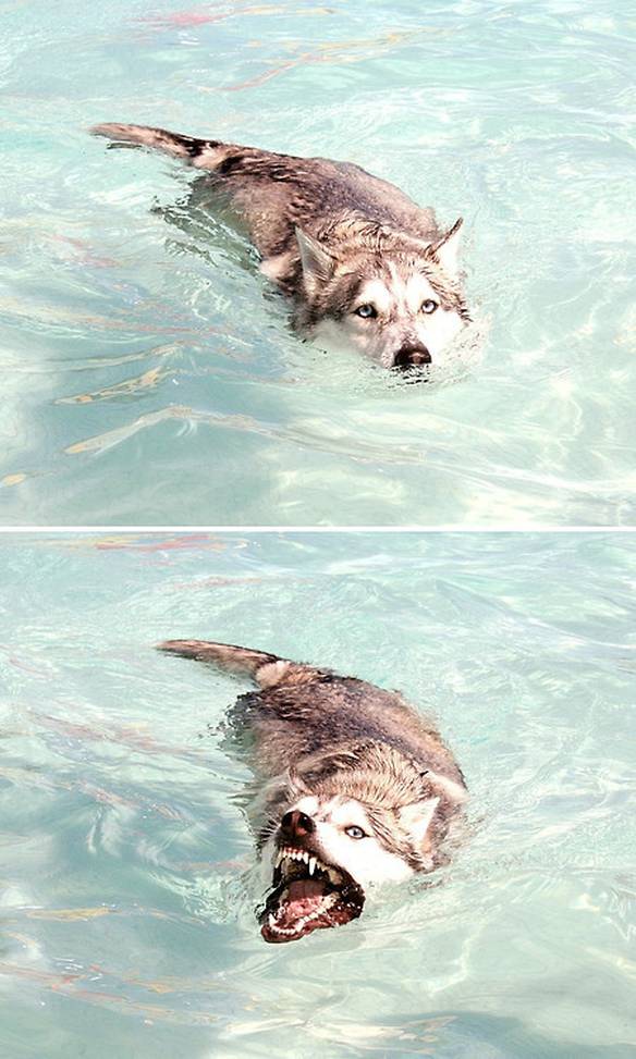 Imagem engraçada Cansei de Ser Cachorro, Agora Sou Tubarão no iPiadas