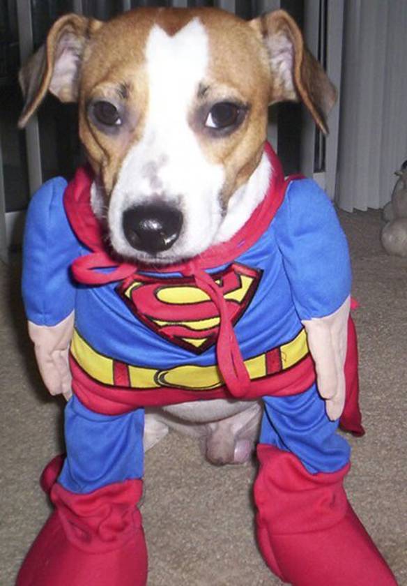 Imagem engraçada Superdog no iPiadas