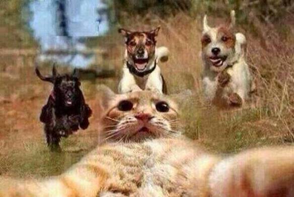 Imagem engraçada A Última Selfie no iPiadas
