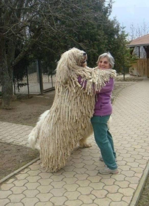 Imagem engraçada Rastachorro no iPiadas