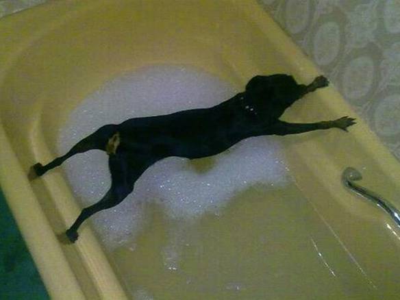 Imagem engraçada Hora do Banho, Ou Não... no iPiadas