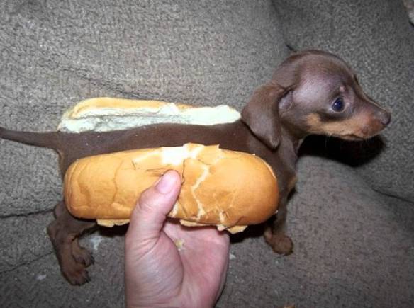 Imagem engraçada Verdadeiro Cachorro Quente no iPiadas